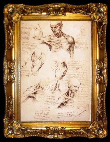 framed  LEONARDO da Vinci The muscles of Thorax and shoulders in a lebnden person, ta009-2